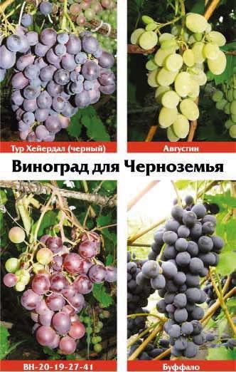 Виноградная лоза. Опыт выращивания i_001.jpg