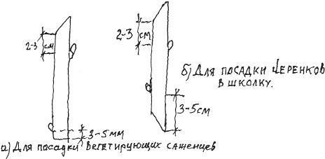 Виноградная лоза. Опыт выращивания i_020.jpg