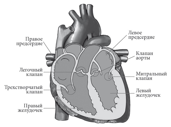 Лучшие методы лечения и профилактики инфаркта миокарда i_001.jpg