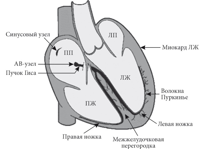 Лучшие методы лечения и профилактики инфаркта миокарда i_003.jpg