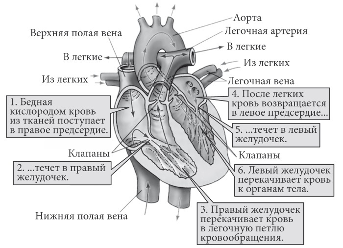 Лучшие методы лечения и профилактики инфаркта миокарда i_004.jpg