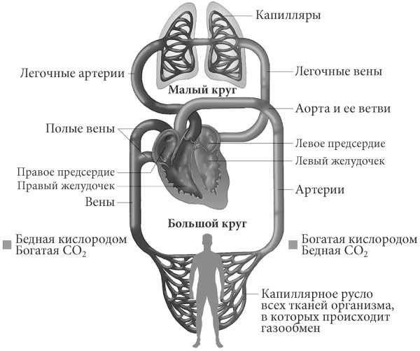 Лучшие методы лечения и профилактики инфаркта миокарда i_005.jpg