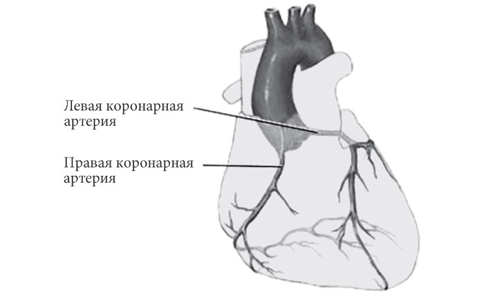 Лучшие методы лечения и профилактики инфаркта миокарда i_006.jpg