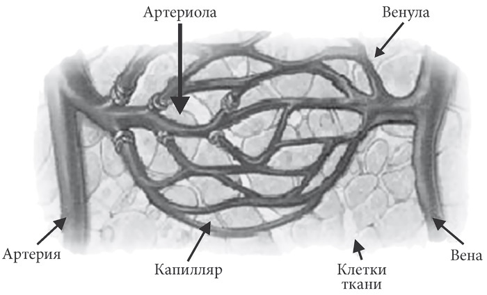 Лучшие методы лечения и профилактики инфаркта миокарда i_007.jpg
