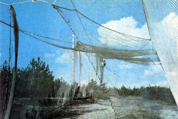 Журнал «Вокруг Света» №05 за 1979 год TAG_img_cmn_2007_10_03_044_jpg169202