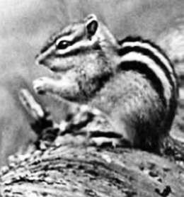 Полное собрание сочинений. Том 7. По зимнему следу _91.jpg_0