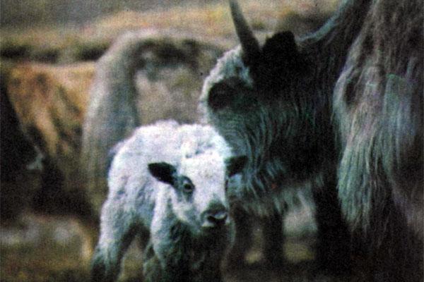 Журнал «Вокруг Света» №04 за 1979 год TAG_img_cmn_2007_10_02_036_jpg134994