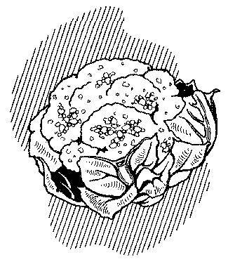 Капустная диета. 5 шагов к стройности _1.jpg