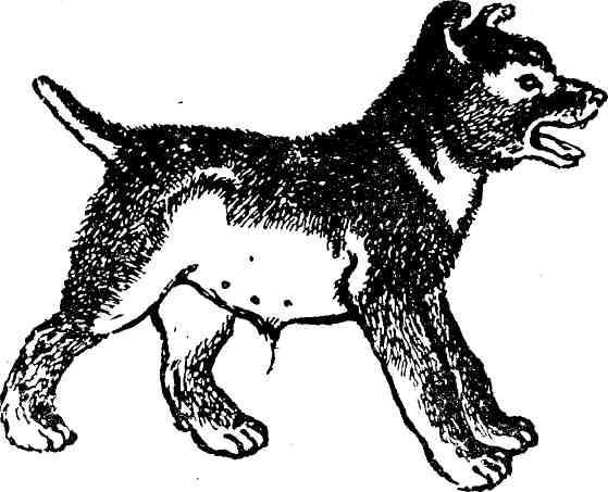 Полковник Коршунов (сборник с рисунками автора) img_21.jpeg