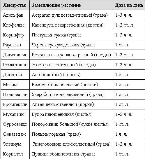 Лекарство на дачной тропинке _10.jpg
