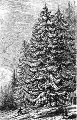 Иллюстрированная история религий i_470.jpg