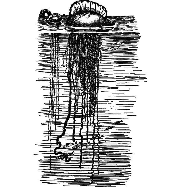 Жизнь моря i_044.png