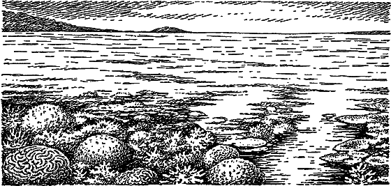Жизнь моря i_045.png