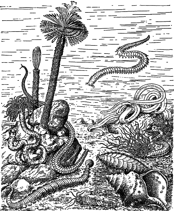 Жизнь моря i_046.png
