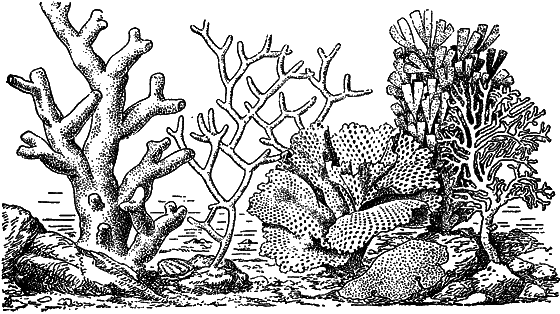 Жизнь моря i_047.png