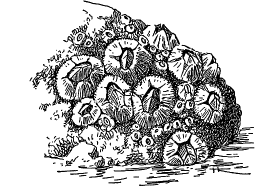 Жизнь моря i_048.png