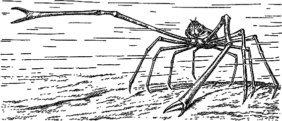 Жизнь моря i_049.png