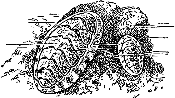 Жизнь моря i_050.png