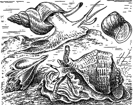 Жизнь моря i_051.png