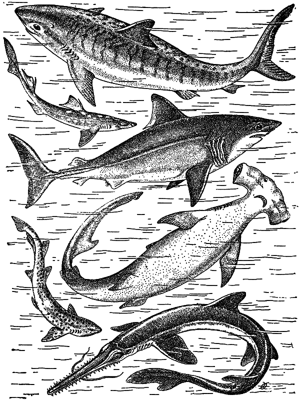 Жизнь моря i_059.png
