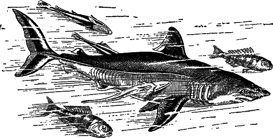 Жизнь моря i_060.png