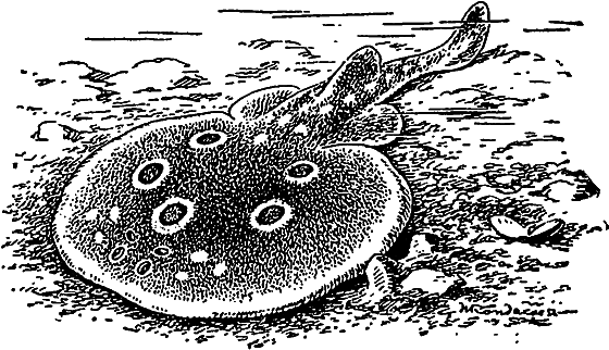 Жизнь моря i_061.png