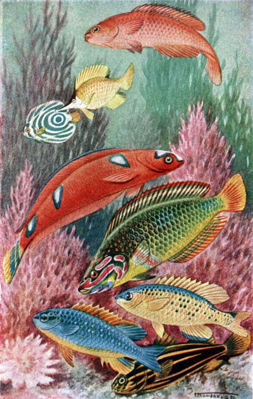 Жизнь моря i_064.jpg