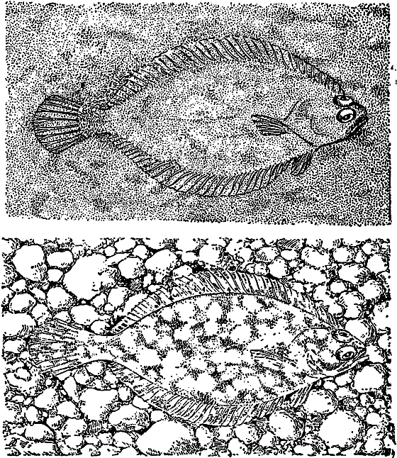 Жизнь моря i_065.png
