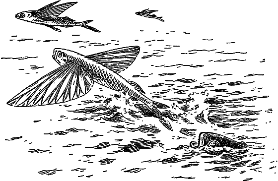Жизнь моря i_066.png
