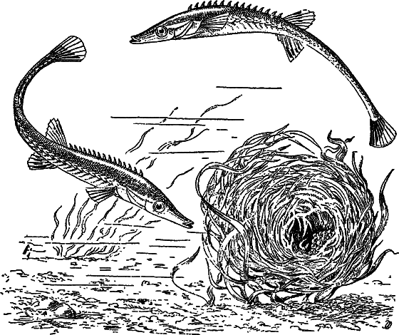 Жизнь моря i_069.png
