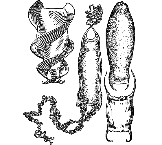 Жизнь моря i_070.png