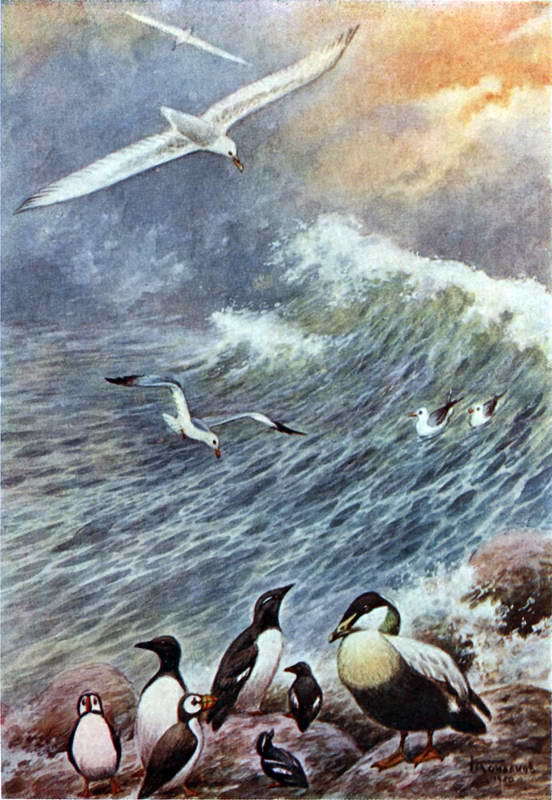 Жизнь моря i_075.jpg
