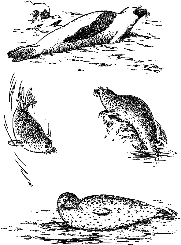 Жизнь моря i_079.png