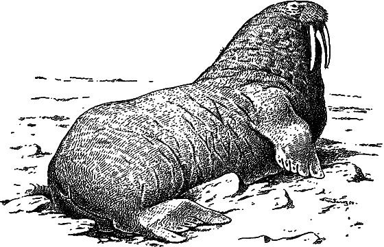 Жизнь моря i_080.png