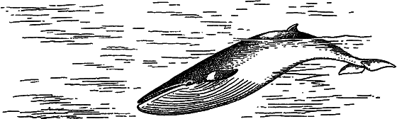 Жизнь моря i_082.png