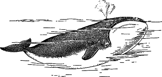 Жизнь моря i_084.png