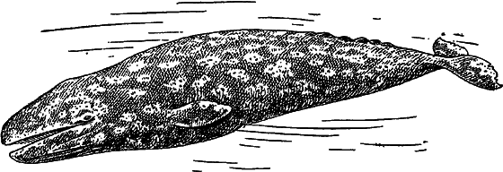 Жизнь моря i_086.png