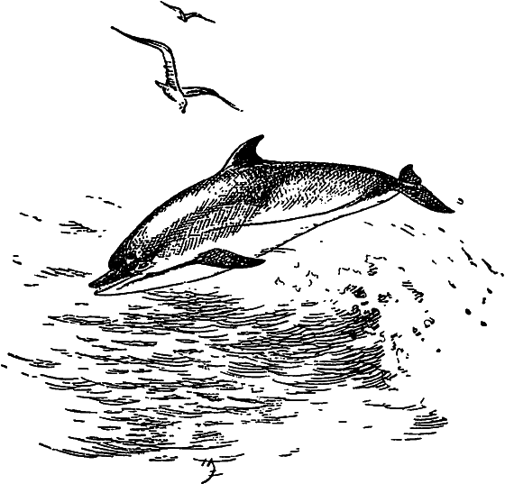 Жизнь моря i_087.png
