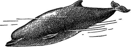 Жизнь моря i_088.png