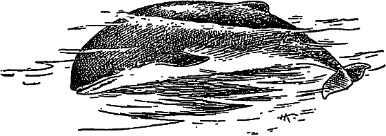 Жизнь моря i_090.png