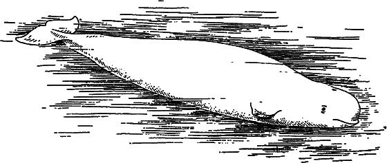 Жизнь моря i_091.png