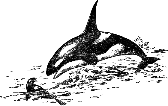 Жизнь моря i_093.png