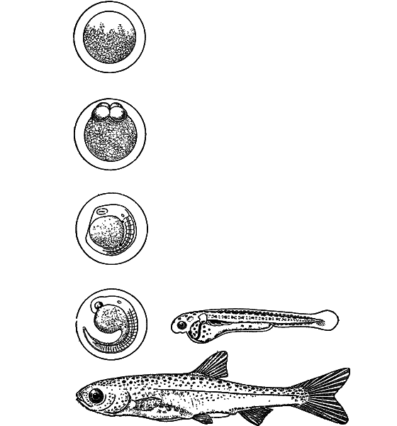 Жизнь моря i_100.png
