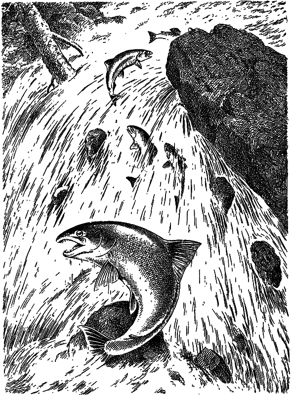 Жизнь моря i_101.png