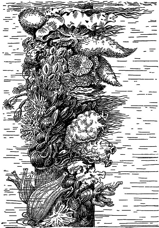 Жизнь моря i_104.png