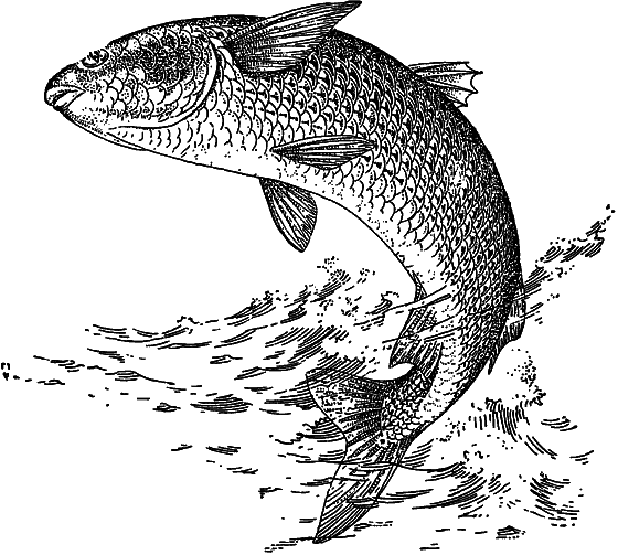 Жизнь моря i_118.png