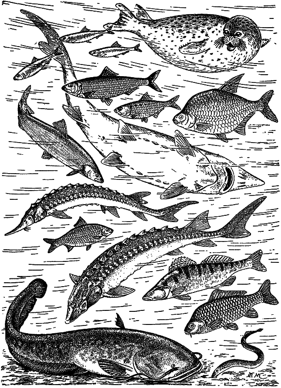 Жизнь моря i_135.png