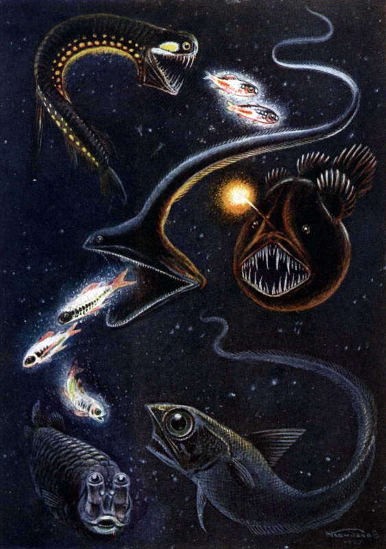 Жизнь моря i_015.jpg