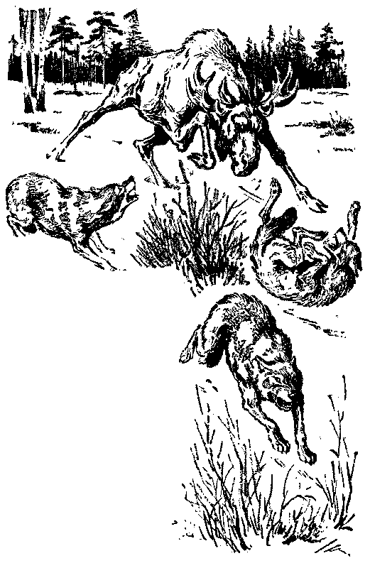 Быстроногий Джар pic_33.png