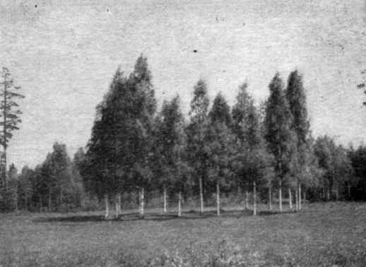 Павловский парк _51.JPG